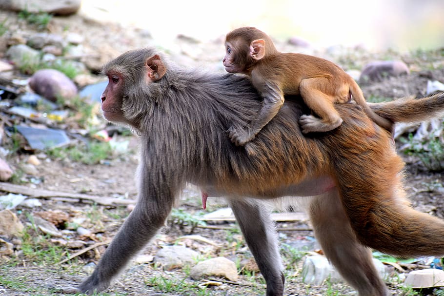 wild, animals, monkeys, nature, mammal, forest, wildlife, portrait, HD wallpaper