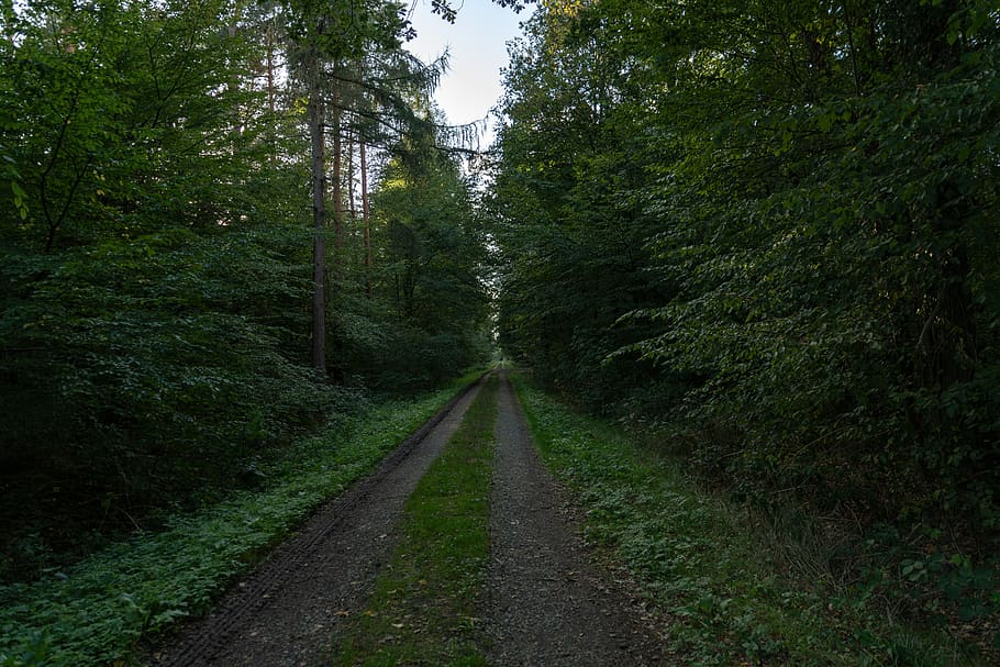 forest path, nature, away, trees, mystical, landscape, leaves HD wallpaper