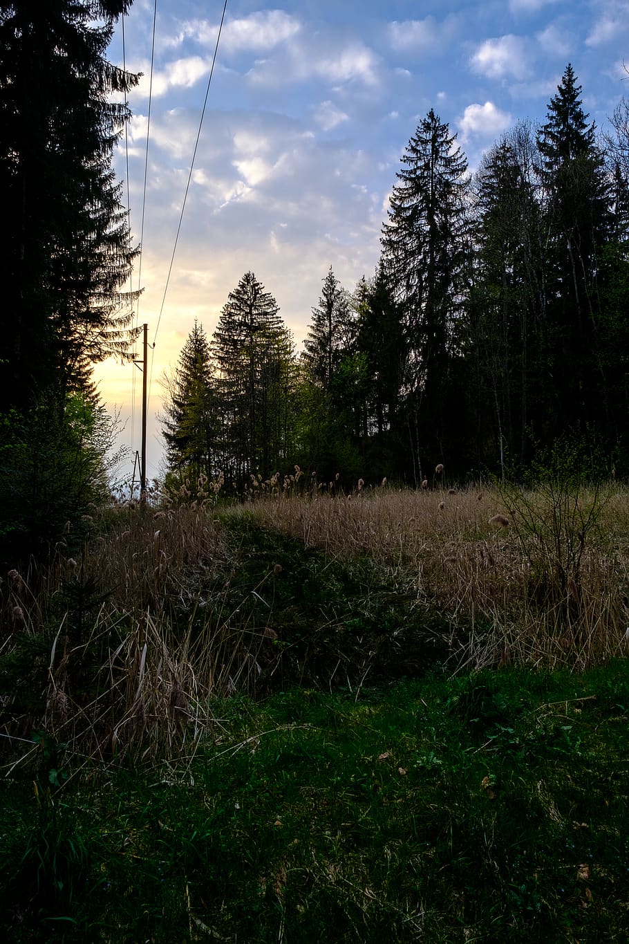 sun, sunset, nature, forest, plant, tree, sky, cloud - sky HD wallpaper