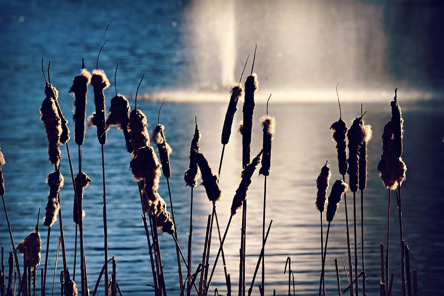 bulrush, typha latifolia, plant, fluff, ripe, seed head, bursting HD wallpaper
