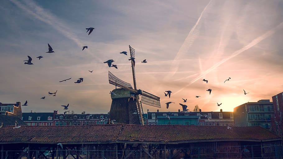 bird, sunset, windmill, clouds, sky, household, apartment, home HD wallpaper