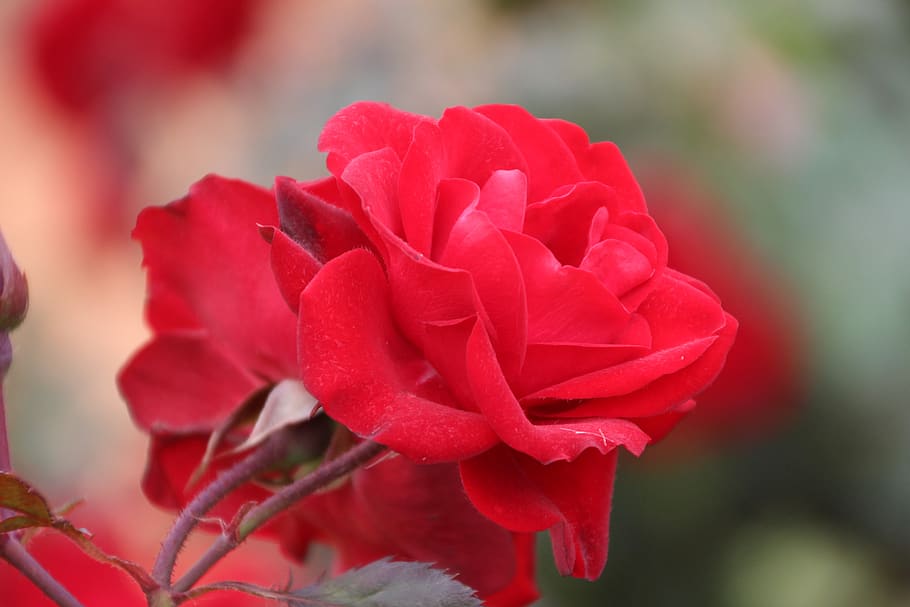 flower, red, rose, bloom, garden, nature, love, summer, petals HD wallpaper