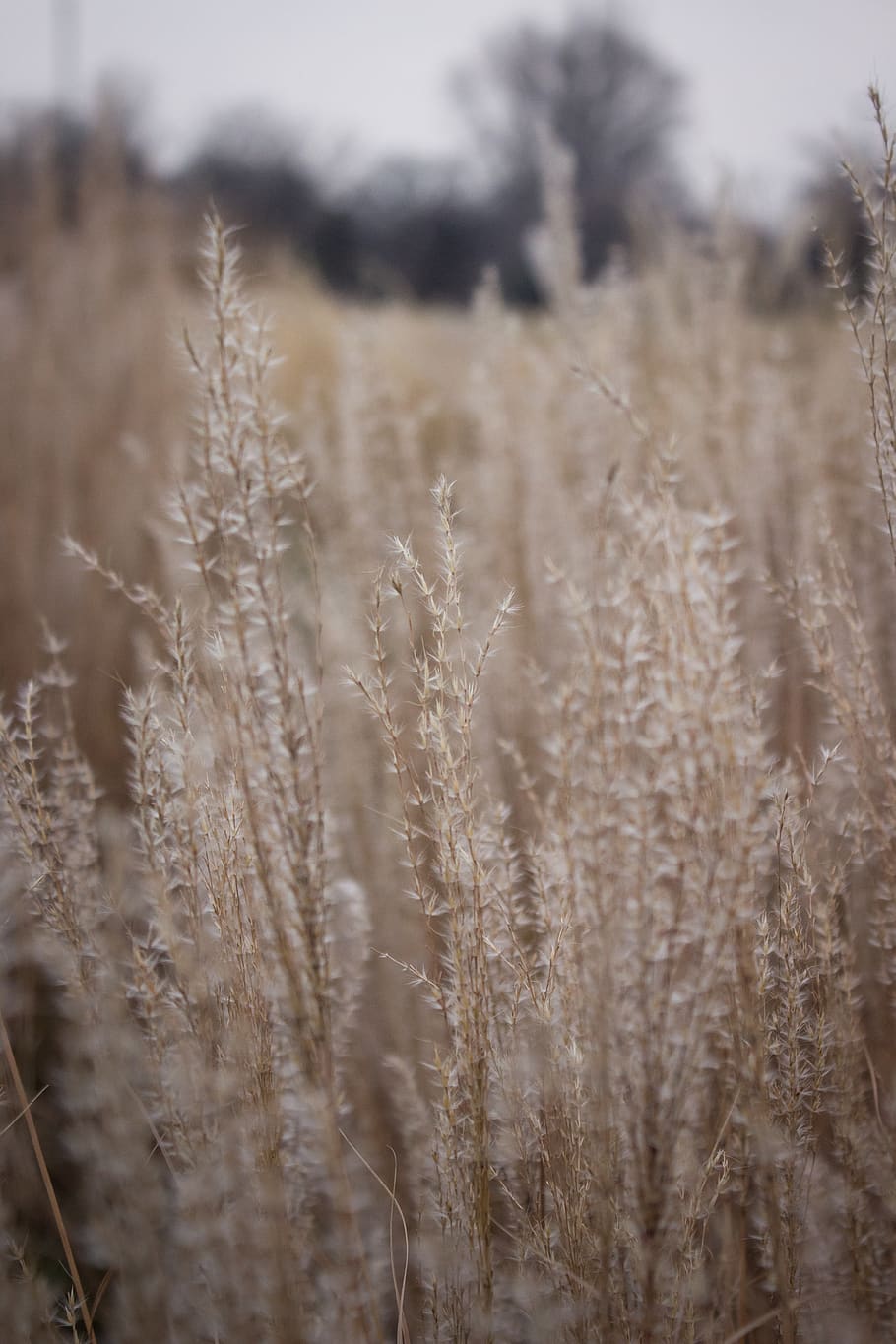 flower, autumn, winter, plant, growth, tranquility, nature HD wallpaper