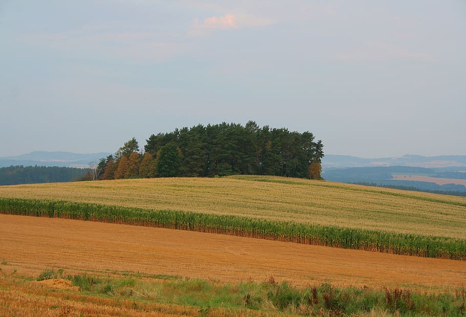 corn, field, czechia, nature, plant, forest, landscape, hill HD wallpaper