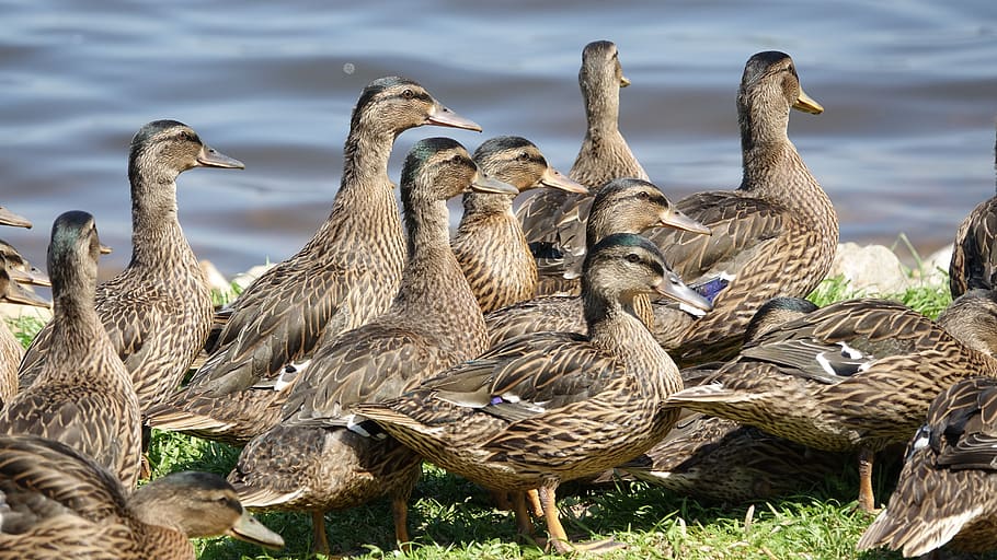 ducks, babies, water plan, vertebrate, animals in the wild HD wallpaper