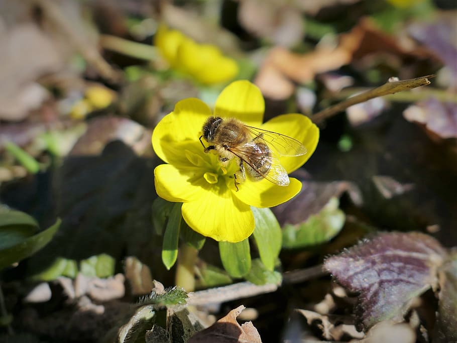 bee, honey bee, insect, pollen, blossom, bloom, yellow, wing HD wallpaper