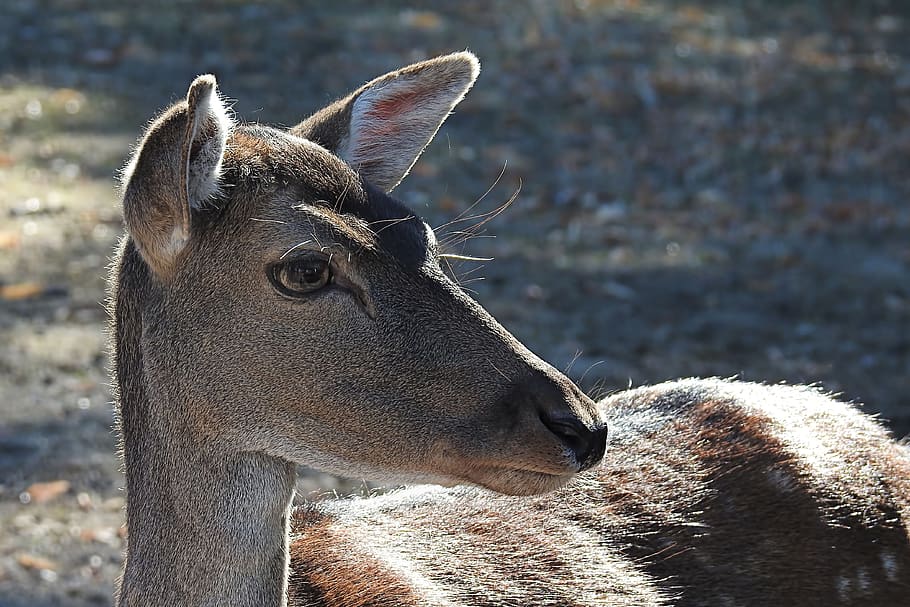 roe deer, wild, fallow deer, nature, animal world, forest, animal wildlife HD wallpaper