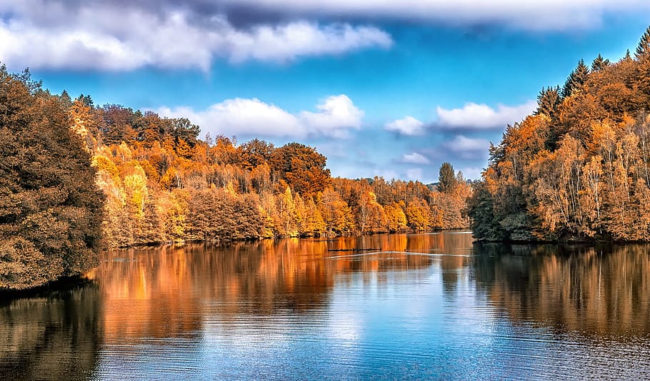 dry, autumn, nature, tree, jungle, woods, river, water, flow HD wallpaper
