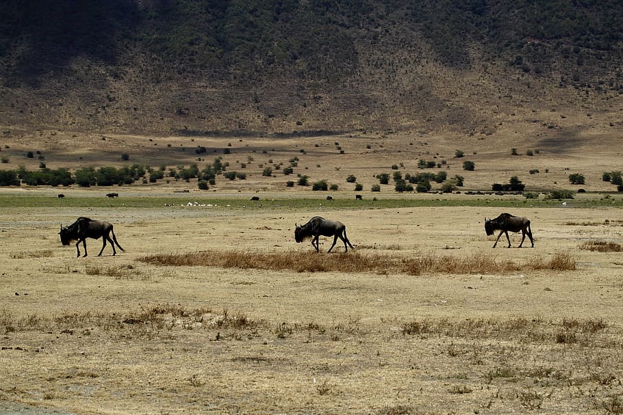 three buffalo walking in deserts, animal themes, mammal, group of animals HD wallpaper