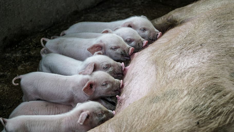 white pigs, animal themes, mammal, group of animals, domestic animals HD wallpaper
