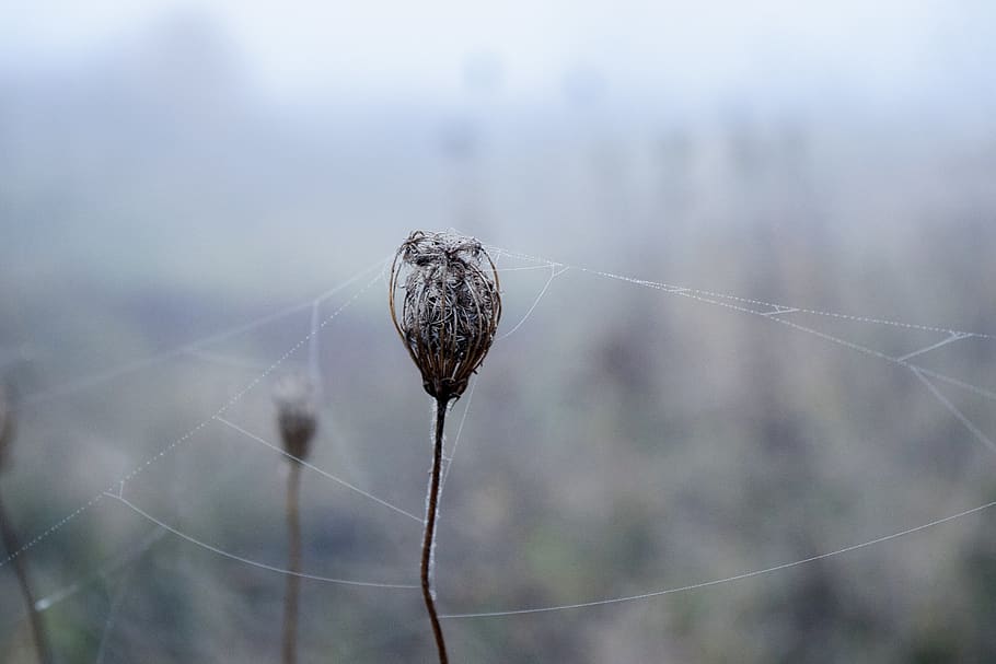 spider web, white, nature, creepy, black, cobwebs, trap, macro HD wallpaper