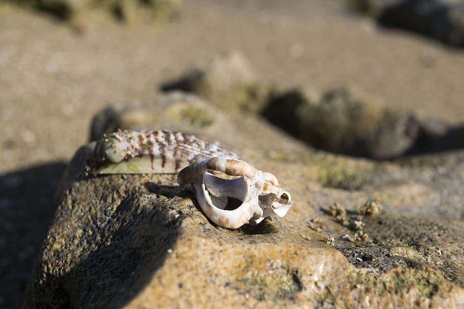 shells, beach, rocks, sand, nature, animal, bone, animal themes HD wallpaper