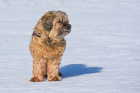 do tibetan terriers sleep a lot