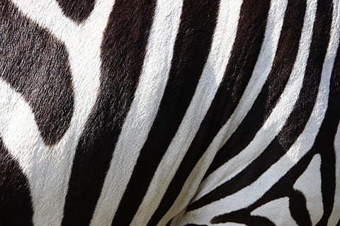 Zebra Fur, animal, mammal, pattern, stripe, striped, stripes HD wallpaper