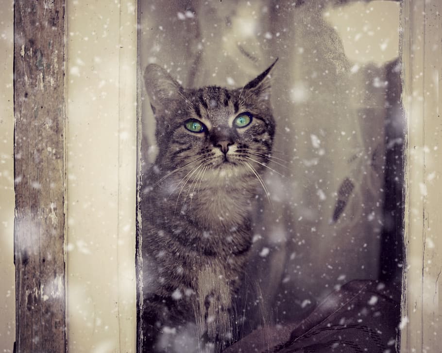 cat, window, snow, snowflakes, about, winter, animals, domestic HD wallpaper