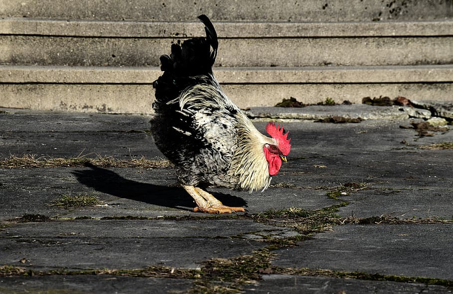 hahn, gockel, bird, bow, hof, farm, range, bend over, comb HD wallpaper