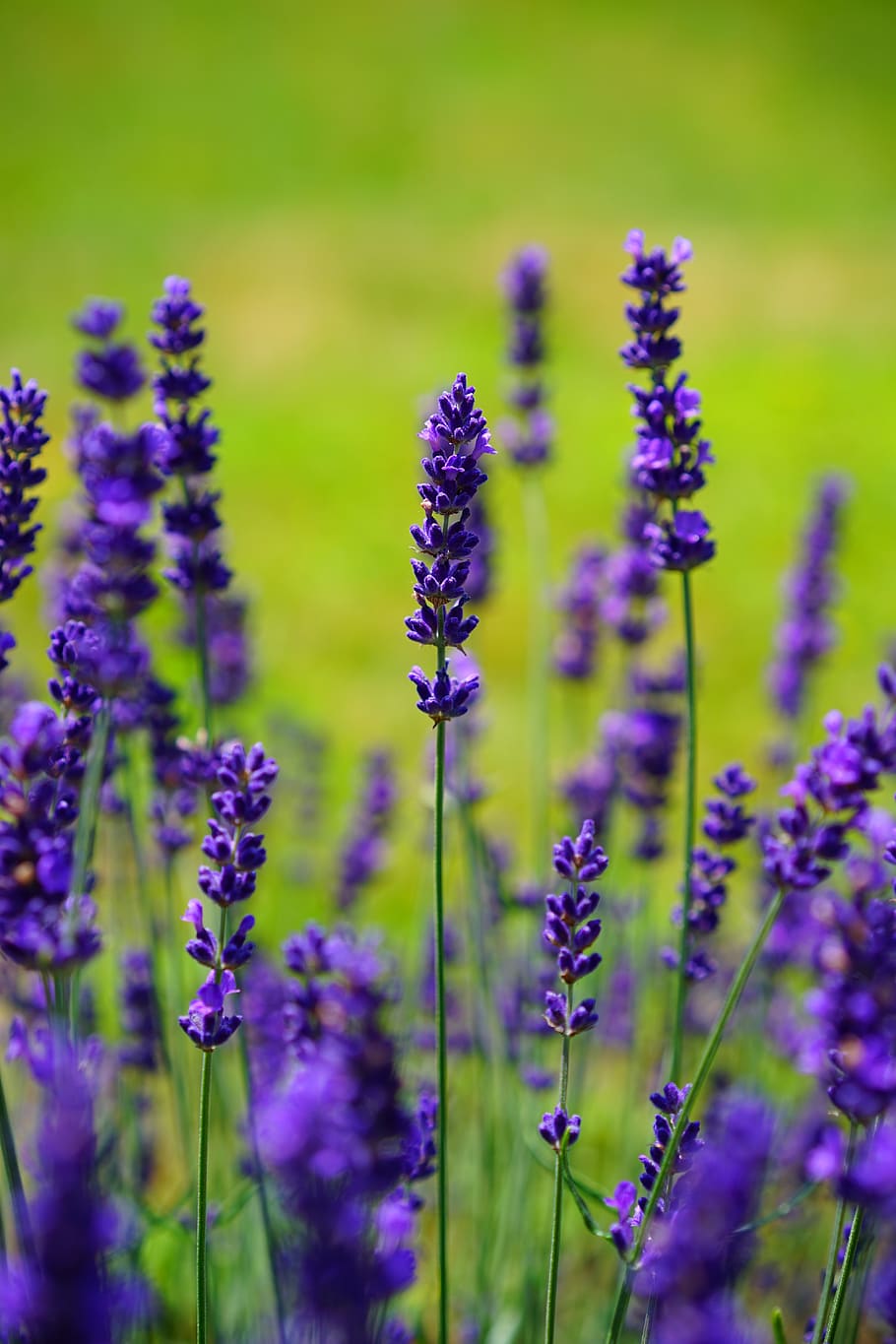 Purple Flowering Plant, bloom, blooming, blossom, blur, close-up HD wallpaper