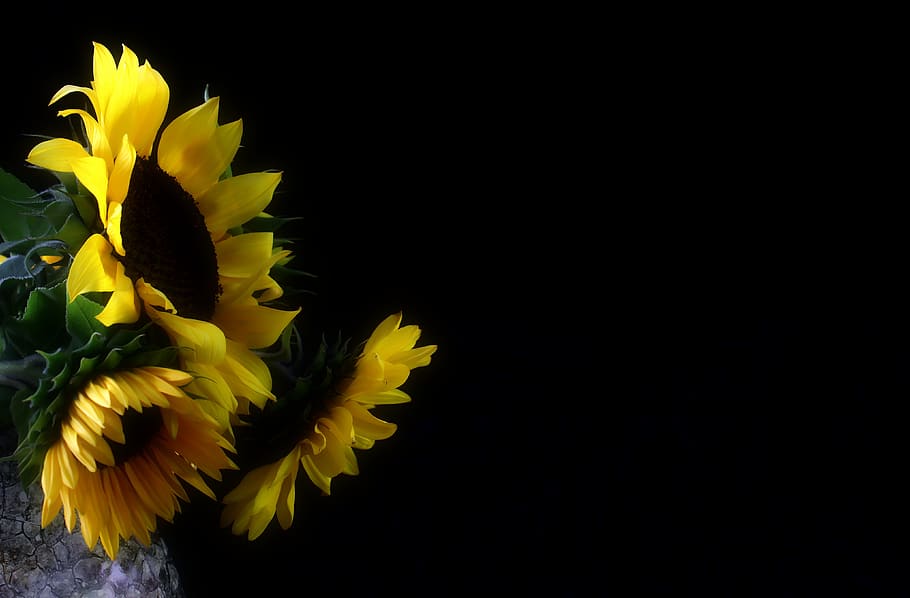 HD wallpaper: sunflower, autumn, late summer, nature, blossom ...