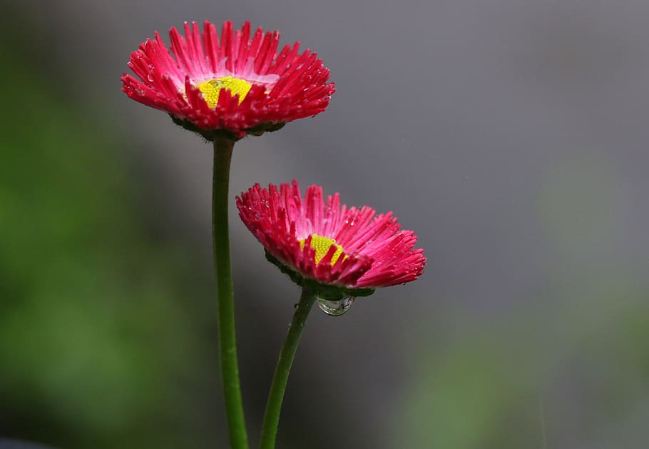 flower, red, supplies, spring, nature, plant, wet, flowering plant HD wallpaper