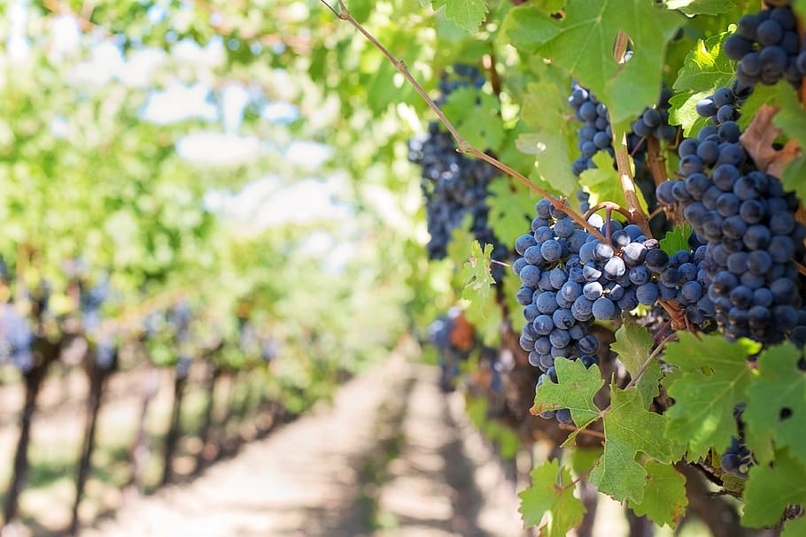 Grapes on Vineyard during Daytime, berries, blur, blurry, close-up HD wallpaper