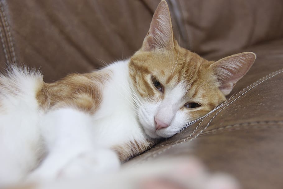 cat, lay, sleep, mammal, animal themes, domestic, one animal HD wallpaper