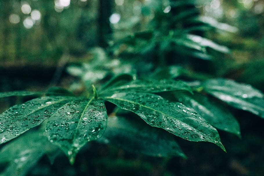 canada, vancouver, plant part, leaf, green color, close-up HD wallpaper