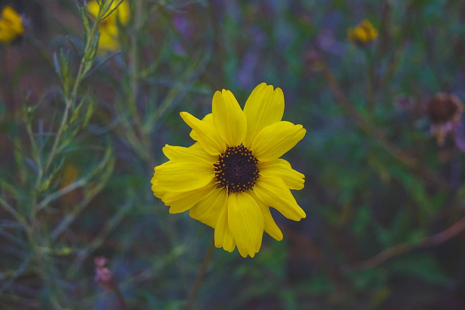 flower, sunrise, flowering plant, yellow, fragility, freshness HD wallpaper