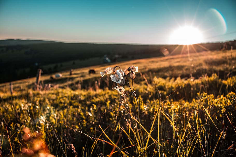 algeria, sky, field, sunlight, land, beauty in nature, plant HD wallpaper