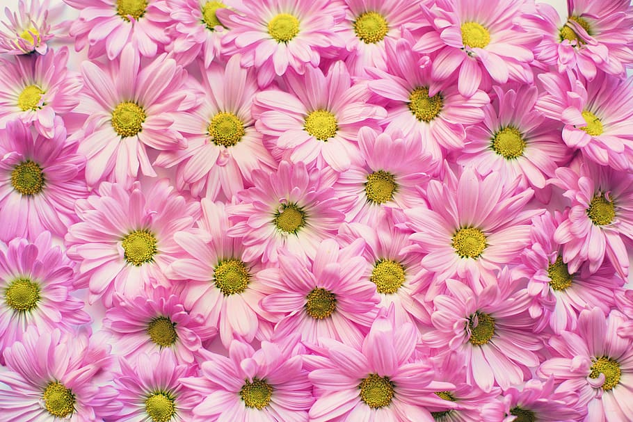 Wall of Pink Petaled Flowers, background, beautiful, blooming HD wallpaper