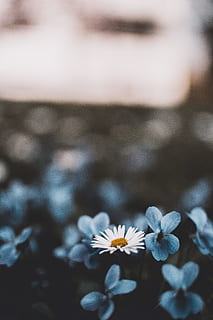 HD wallpaper: white flowers, bokeh, blur, detail, tiny, blue, nature, plant  | Wallpaper Flare