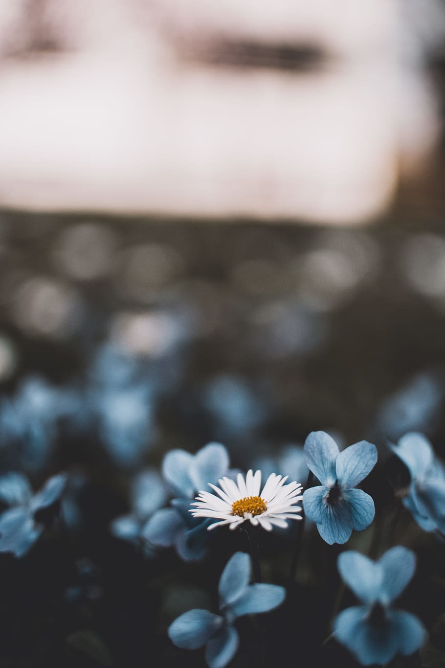 white flowers, bokeh, blur, detail, tiny, blue, nature, plant HD wallpaper
