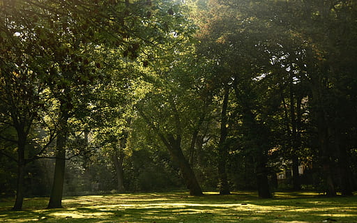 germany, hannover, tree, plant, beauty in nature, land, forest HD wallpaper