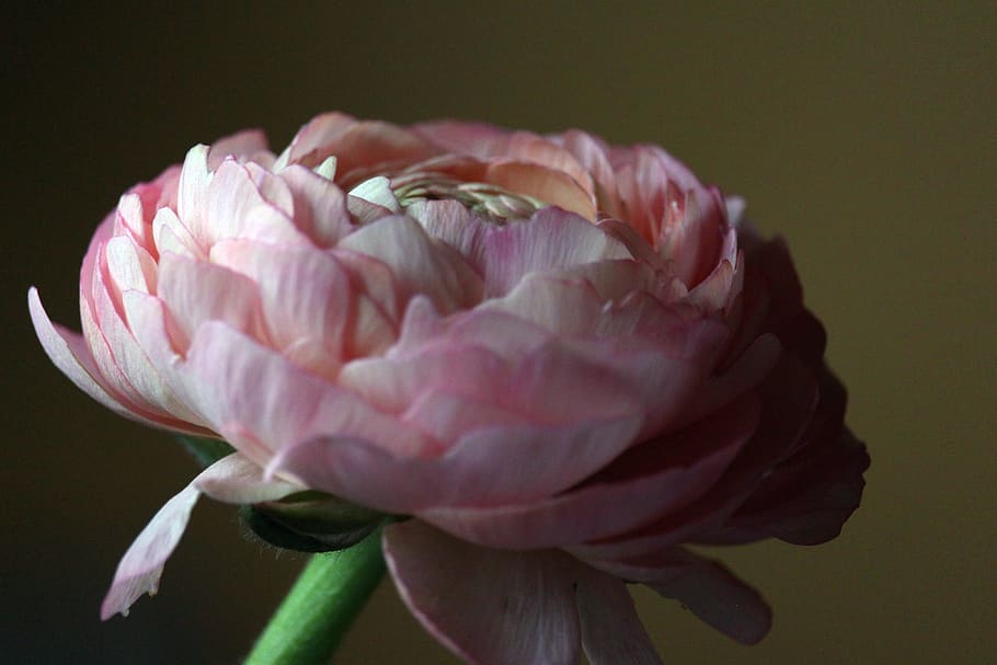 ranunculus, spring flower, nature, bloom, blossom, frühlingsanfang HD wallpaper