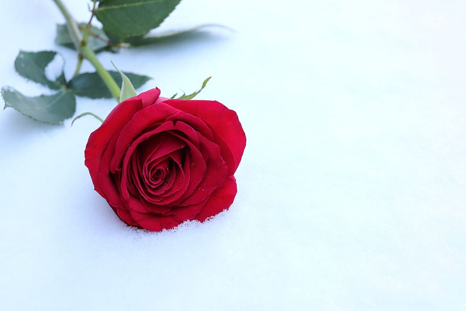 red rose in snow, winter, romantic, snowflakes, frozen, cold, HD wallpaper