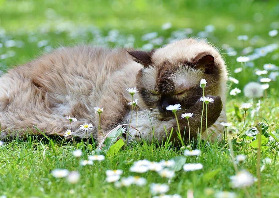 cat, breed cat, british shorthair, mieze, british shorthair cat, HD wallpaper