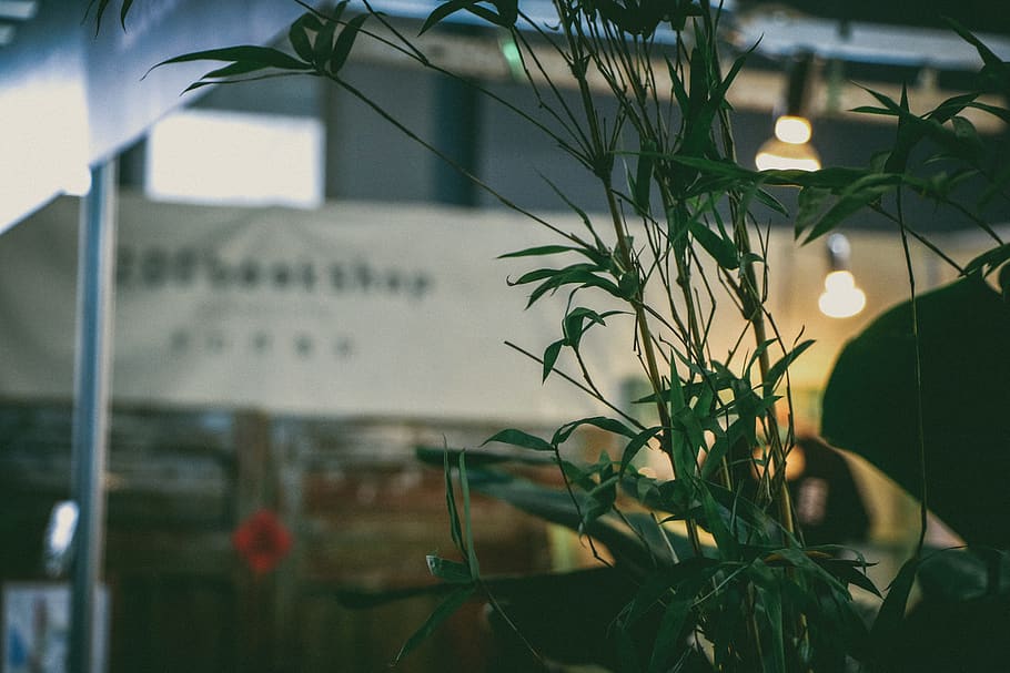 bookshop, life, creative, plant, focus on foreground, glass - material HD wallpaper