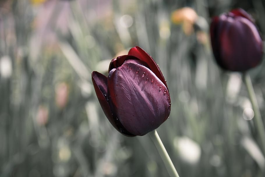 Maroon Petaled Flower, flora, macro, tulip, focus on foreground HD wallpaper
