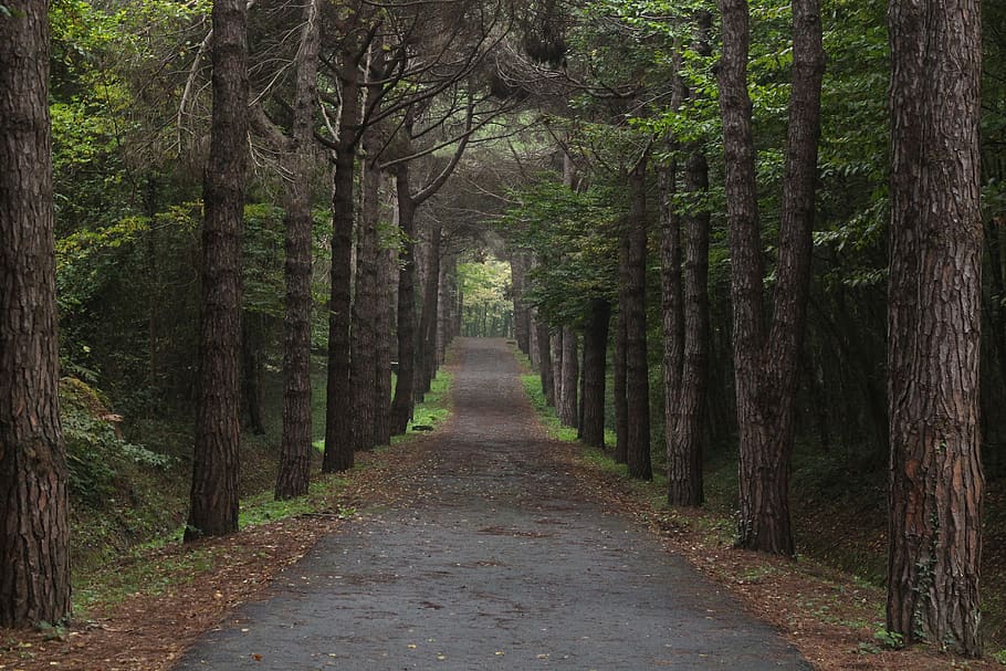 nature, peace, landscape, tree, direction, the way forward HD wallpaper
