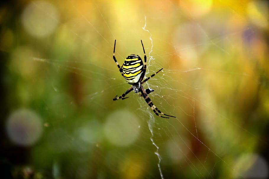 spider, zebraspinne, insect, striped, nature, web, animal world, HD wallpaper