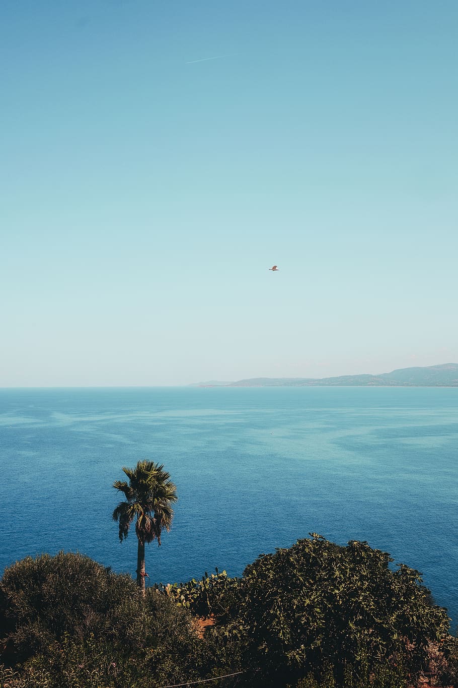 coconut tree during daytime, ocean, water, sea, nature, outdoors HD wallpaper