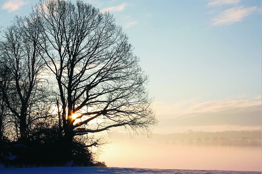 tree, winter, snow, fog, sky, wintry, winter mood, beauty in nature HD wallpaper