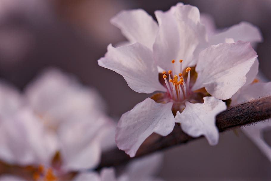 plant, pollen, blossom, flower, geranium, petal, cherry blossom, HD wallpaper