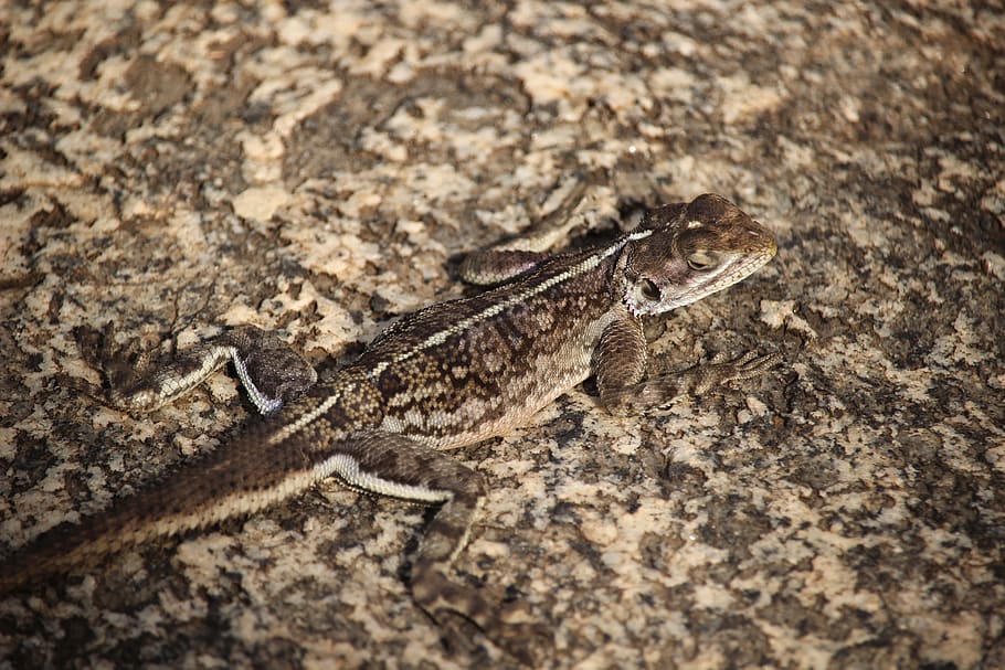 lizard, animal, animal themes, animal wildlife, animals in the wild HD wallpaper