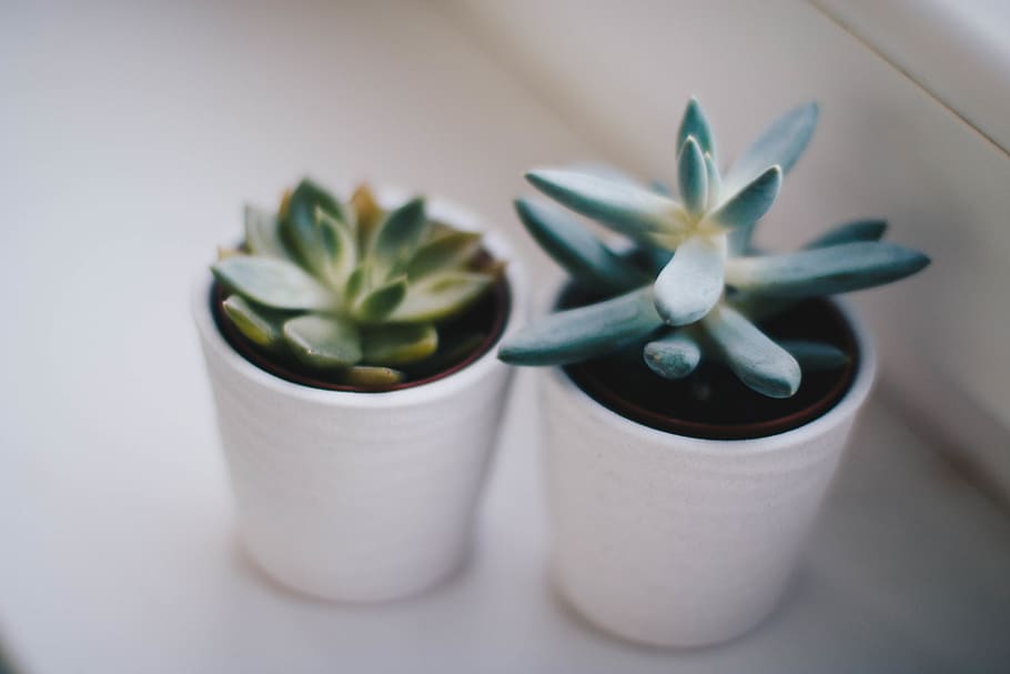 Two Green Succulent Plants, blur, botanical, cactuses, close-up HD wallpaper
