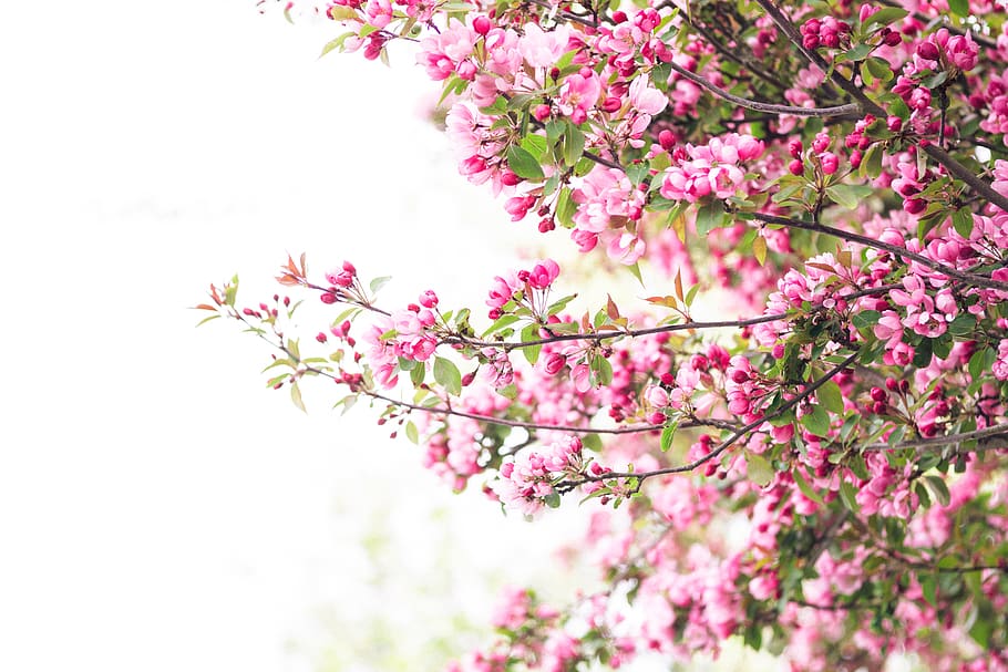 pink flowering tree, flowering plant, pink color, beauty in nature HD wallpaper