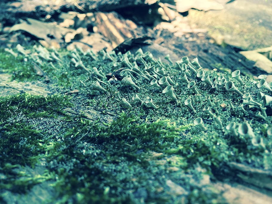 united states, duluth, fungus, moss, seafoam, green, texture