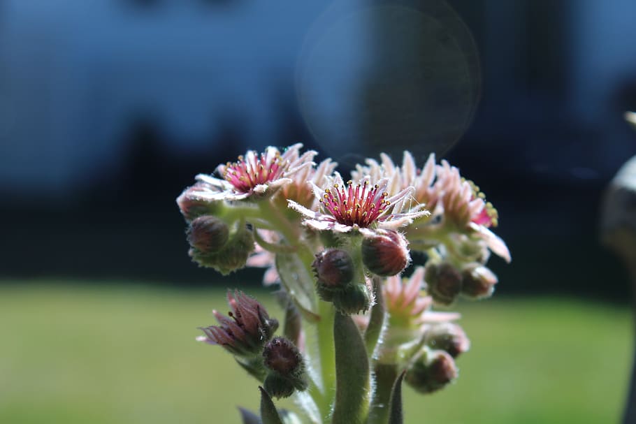cactus, flower, plant, backyard, garden, cactus flower, succulent HD wallpaper