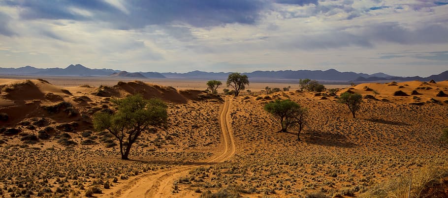 desert sand with trees during daytime, soil, outdoors, nature HD wallpaper