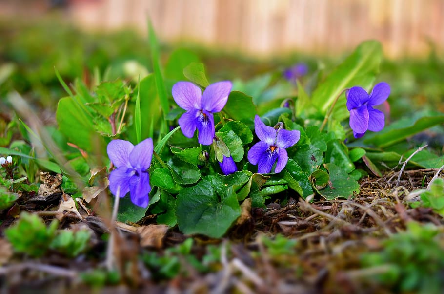 violet, forest, spring, march violets, blue, plant, flowering plant, HD wallpaper