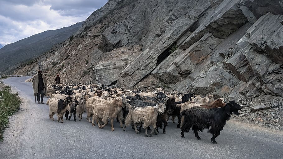 india, lahaul and spiti, leh manali hwy, lifestock, himalayas, HD wallpaper